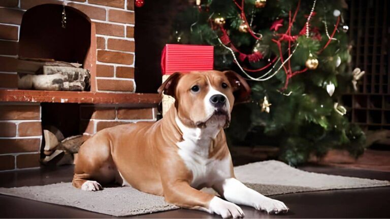 best-dog-food-for-American-Staffordshire-terrier-1