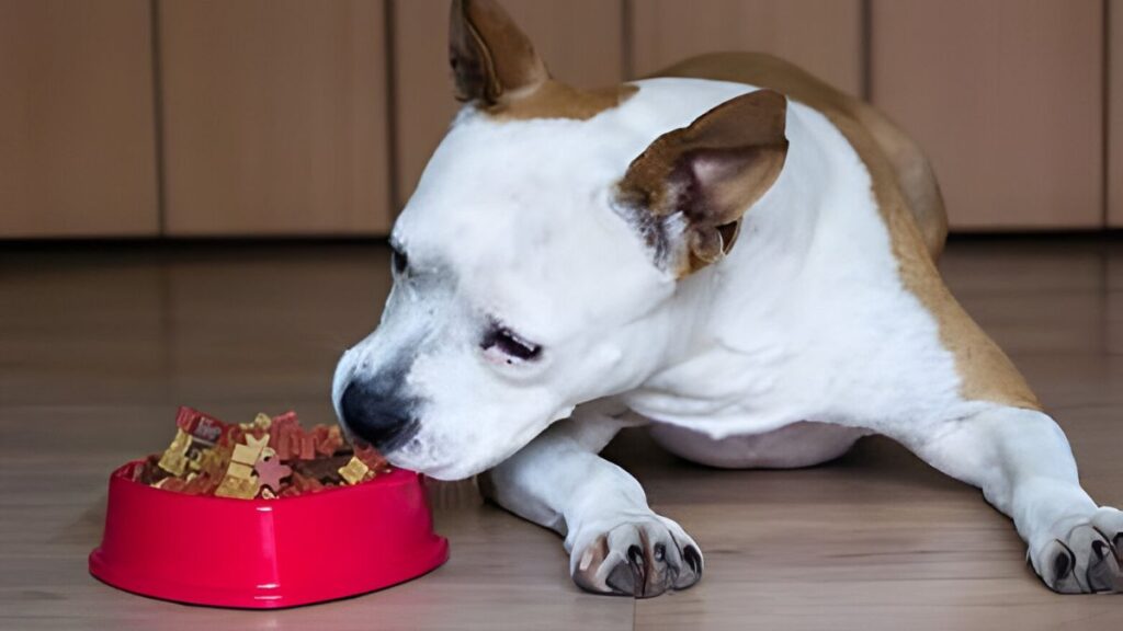 best-dog-food-for-American-Staffordshire-terrier