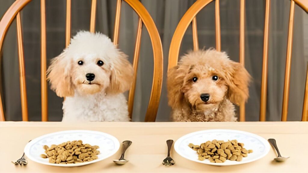 Do- Dogs- Get -Bored- of- Their- Food