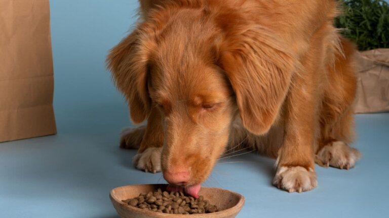 what-is-pate-dog-food