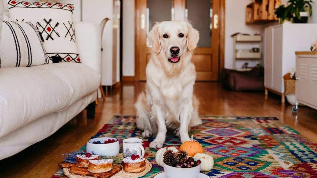 why-do-dogs-play-with-their-food