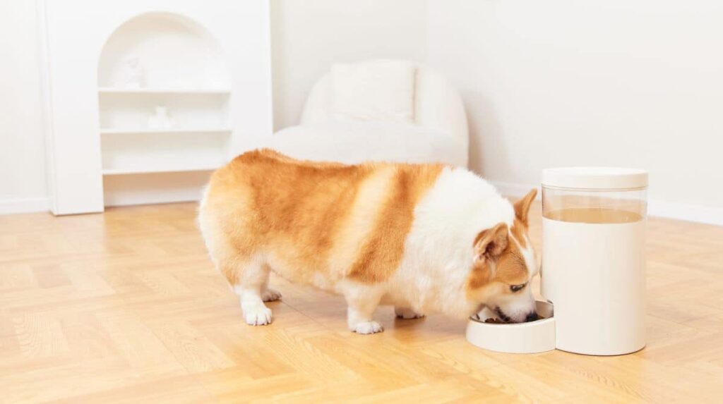 What -Happens- If- a -Puppy- Eats -Adult- Dog -Food