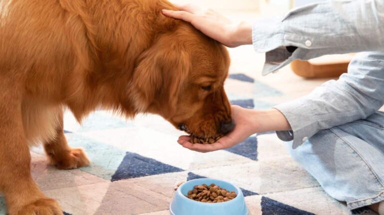 What -Happens- If- a -Puppy- Eats -Adult- Dog -Food