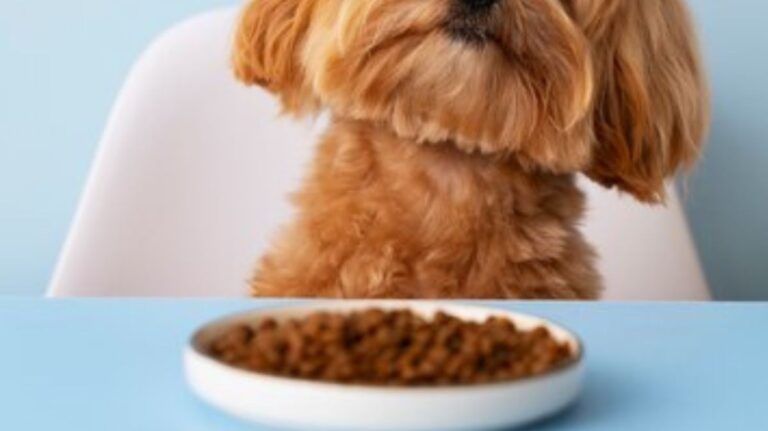 What wet dog food do vets recommend