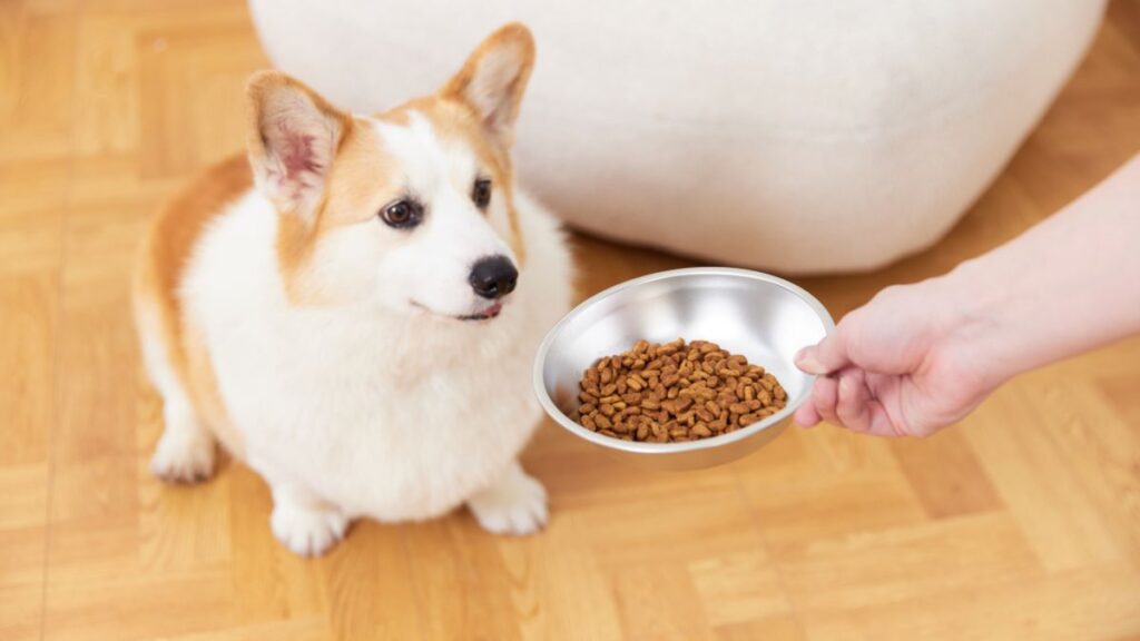 is-authority-a-good-dog-food