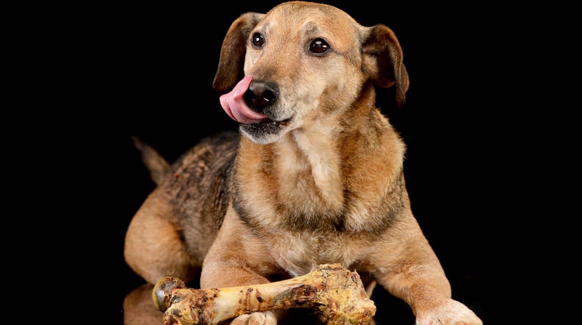 How-long-can-a-dog-survive-without-food
