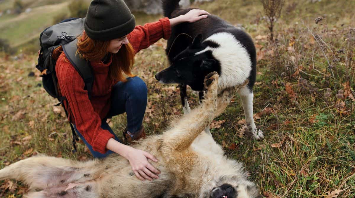 how-long-can-a-dog-go-without-food-before-dying