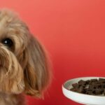 Is -Purina -One -a -Good -Dog- Food