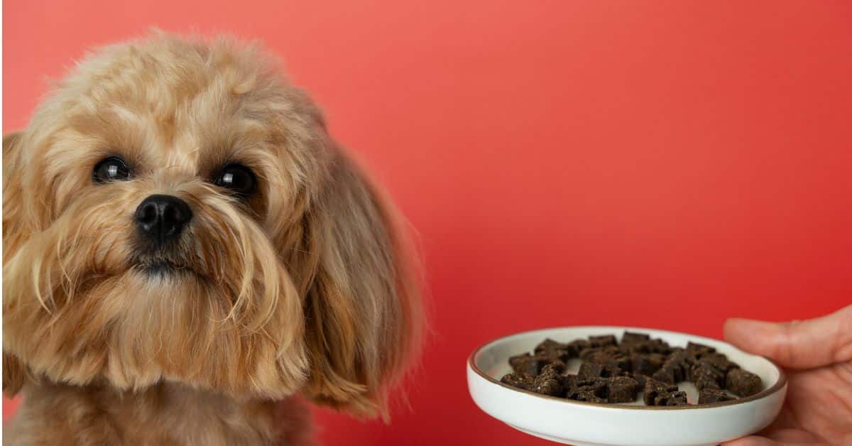 how-long-is-canned-dog-food-good-for-after-opened